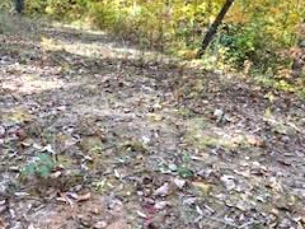 Stecoah, North Carolina 28711, ,Acreage,For Sale,7885