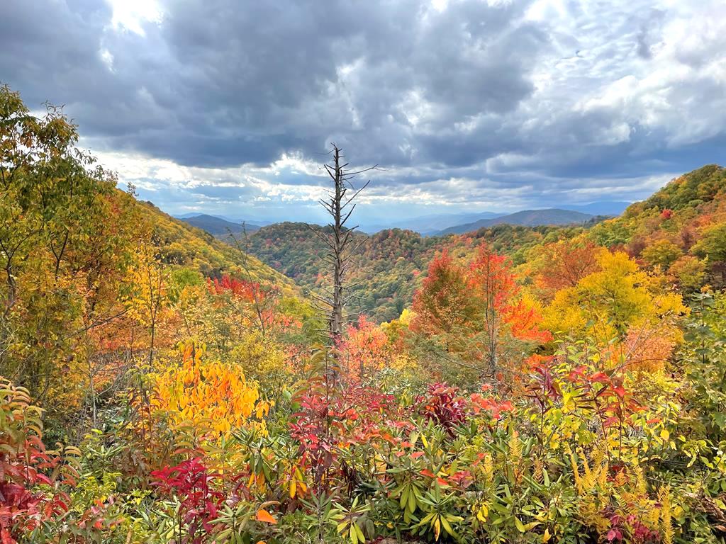 Maggie Valley, North Carolina 28713, ,Acreage,For Sale,8709