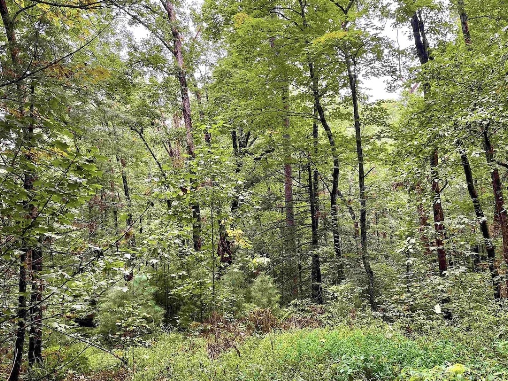 Clayton, Georgia 30525, ,Acreage,For Sale,10039