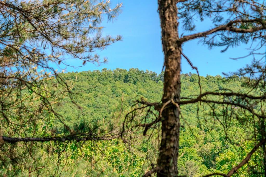 Mineral Bluff, Georgia 30559, ,Acreage,For Sale,10370