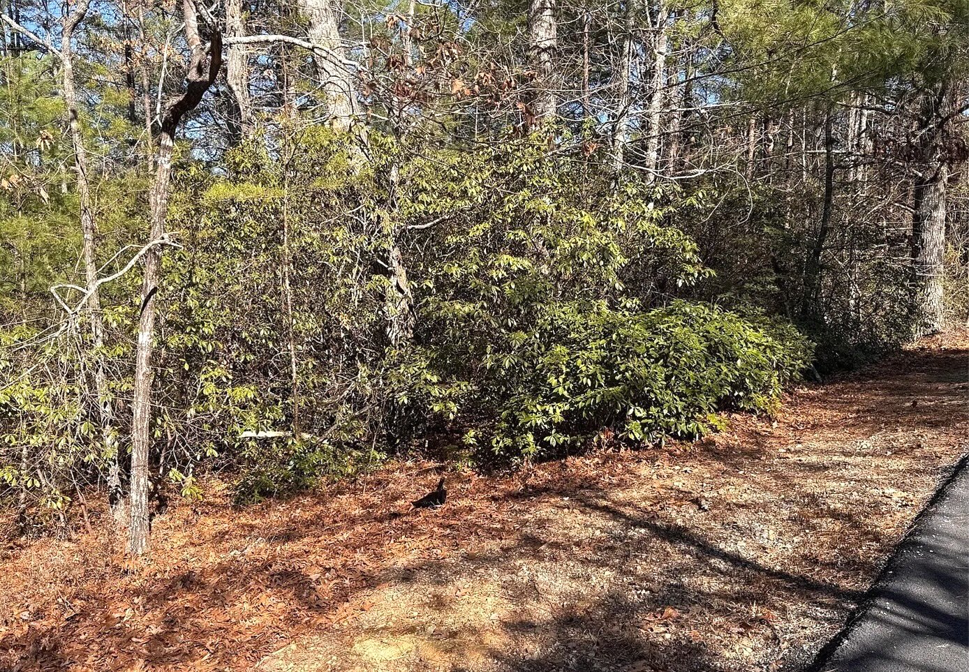 Helen, Georgia 30545, ,Acreage,For Sale,10509