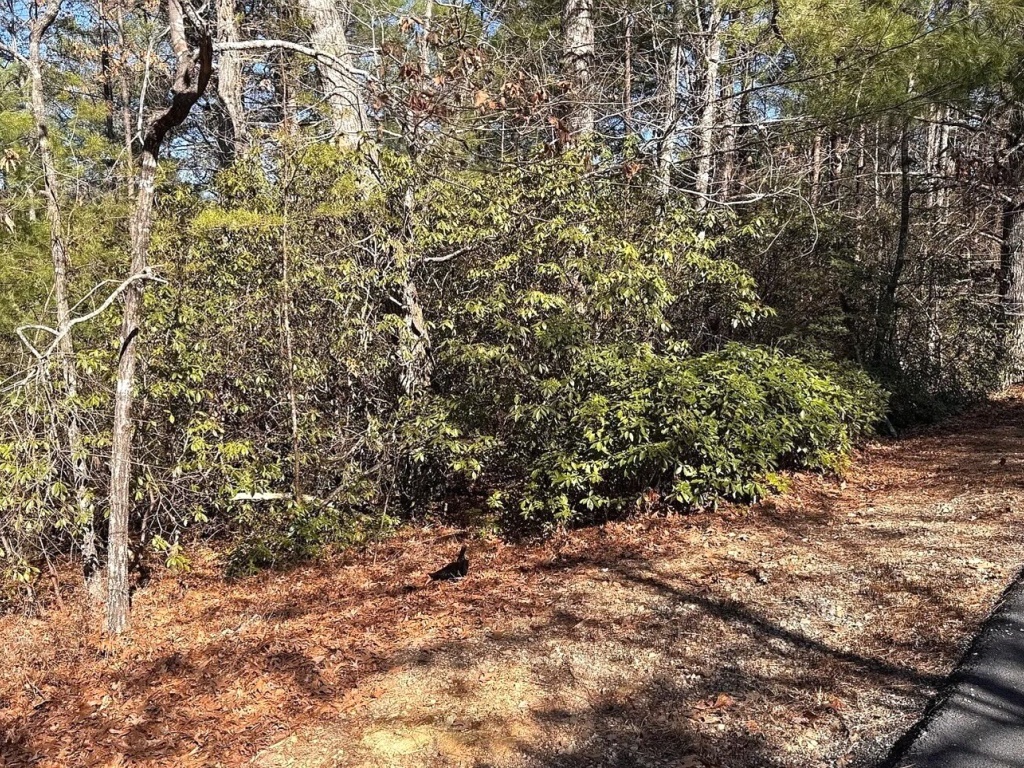 Helen, Georgia 30545, ,Acreage,For Sale,10509