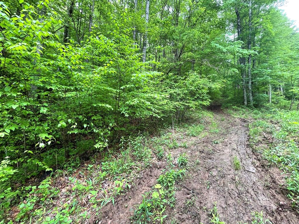 Franklin, North Carolina 28734, ,Acreage,For Sale,10545