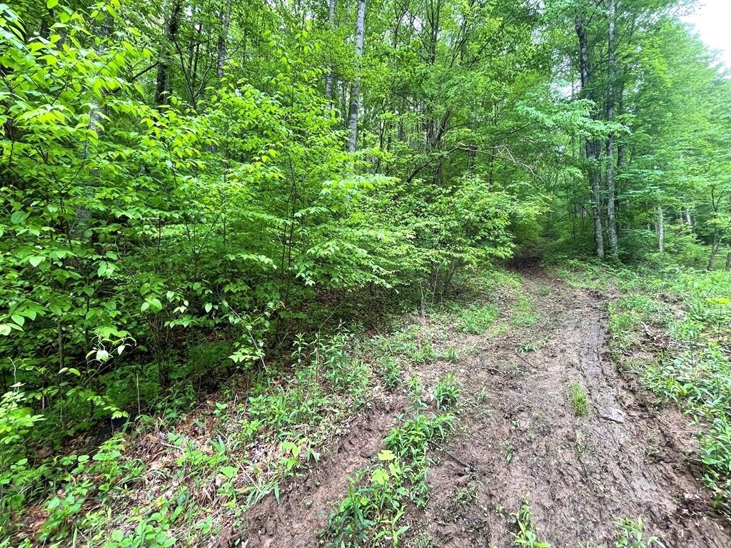 Franklin, North Carolina 28734, ,Acreage,For Sale,10545
