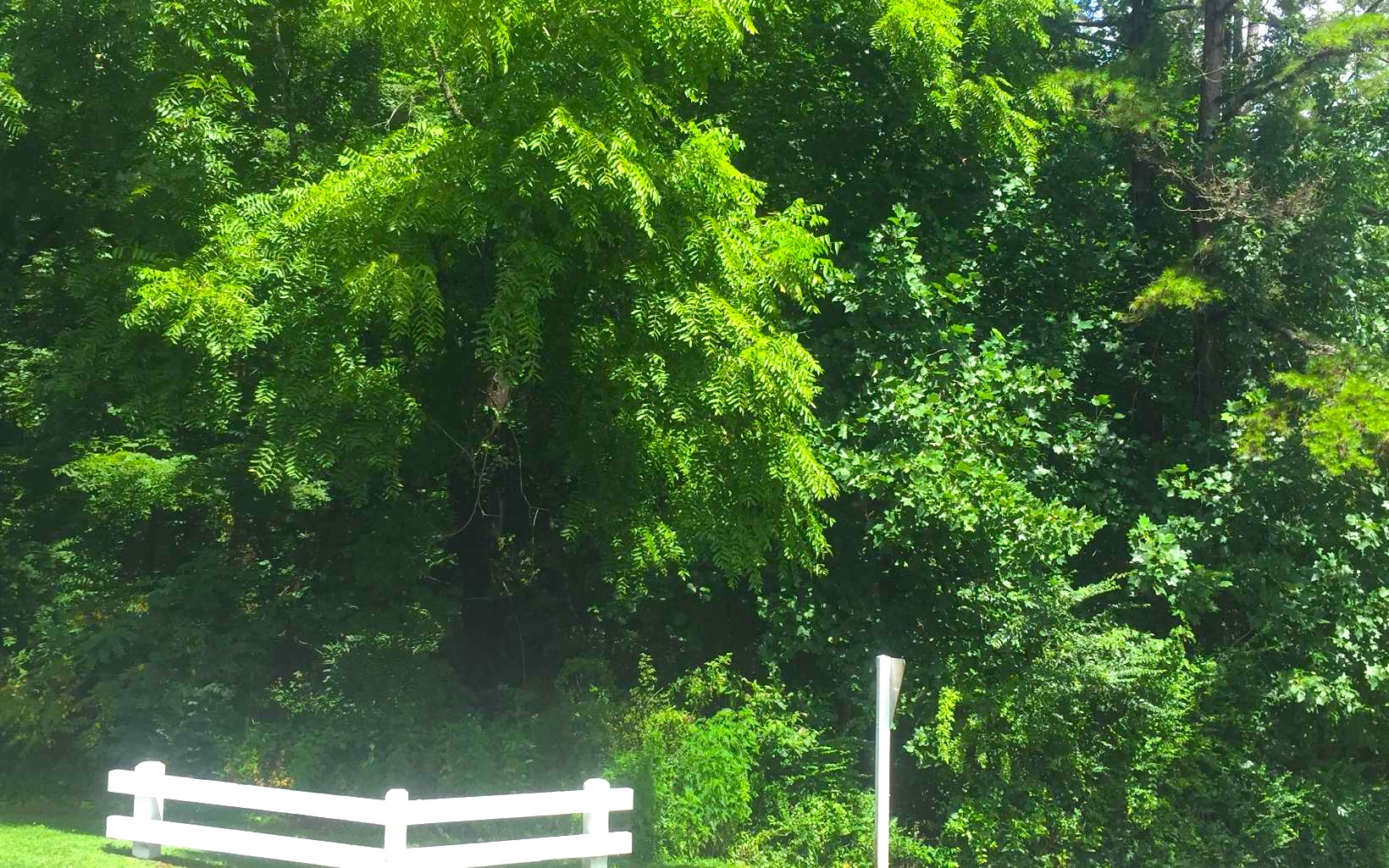 Hayesville, North Carolina 28904, ,Acreage,For Sale,10594