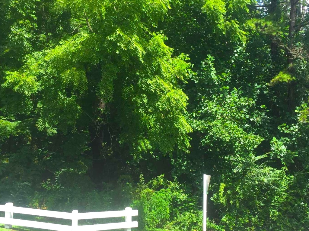 Hayesville, North Carolina 28904, ,Acreage,For Sale,10594