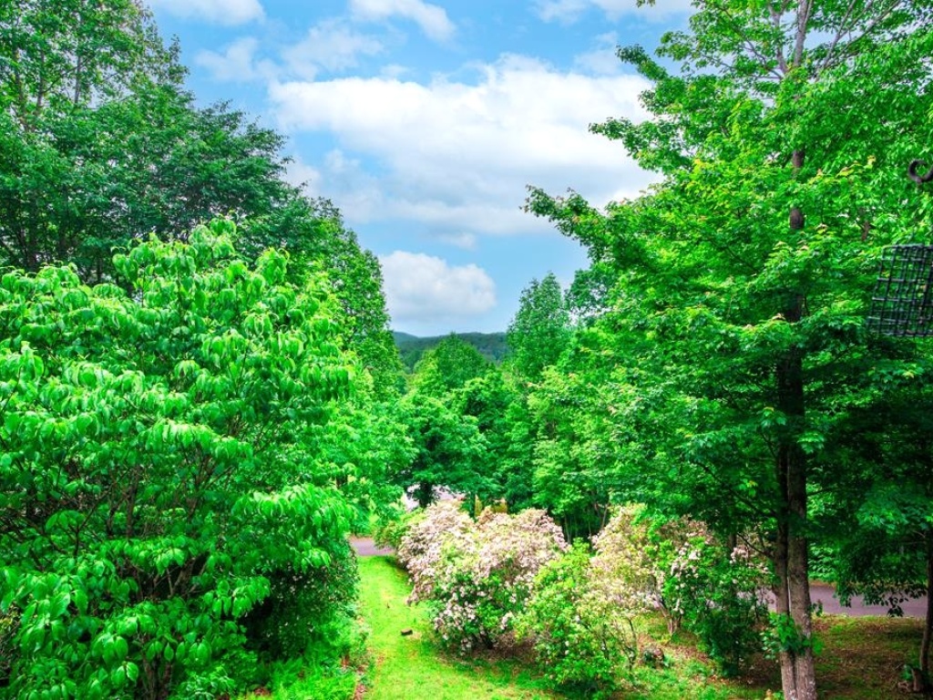 Sylva, North Carolina 28779, 3 Bedrooms Bedrooms, ,3 BathroomsBathrooms,Residential,For Sale,10620